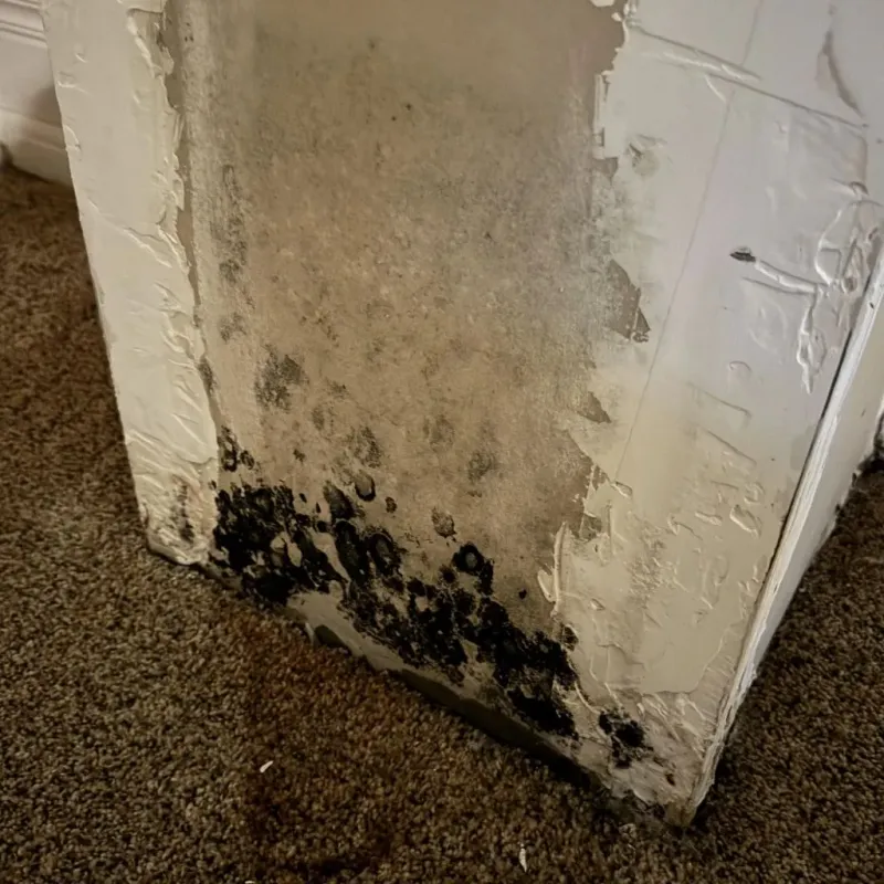 Professional Mold Removal in Morgan County, WV
